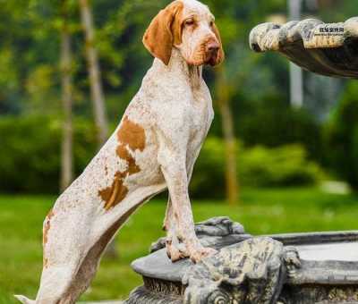 标准波音达猎犬介绍：古老猎犬的现代用途与训练技巧