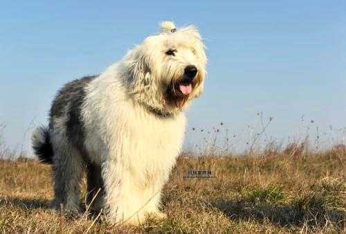 古代英国牧羊犬全面指南：历史、性格与饲养诀窍