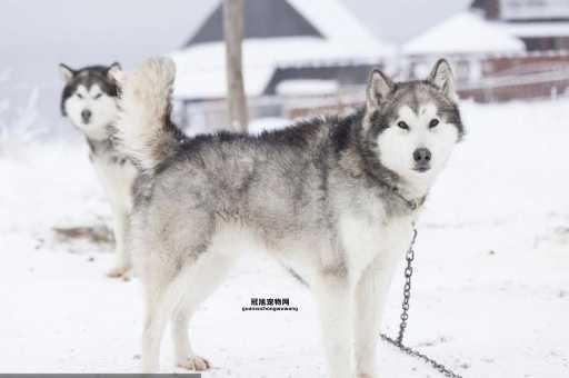 阿拉斯加雪橇犬的起源与特点解析：雪地里的强悍伙伴