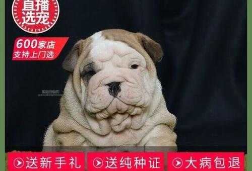 购买英国斗牛犬的成本解析：价格影响因素及选购指南