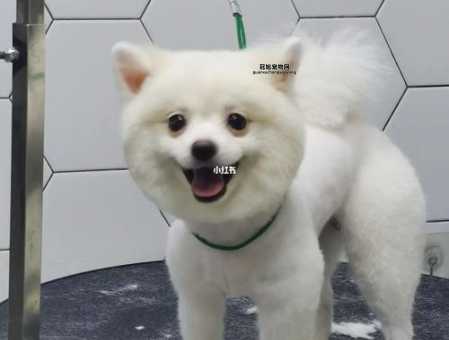 俊介原来是博美犬！了解俊介造型的秘密