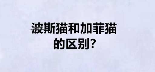 波斯猫 vs 加菲猫：深入解析两者的特点与差异