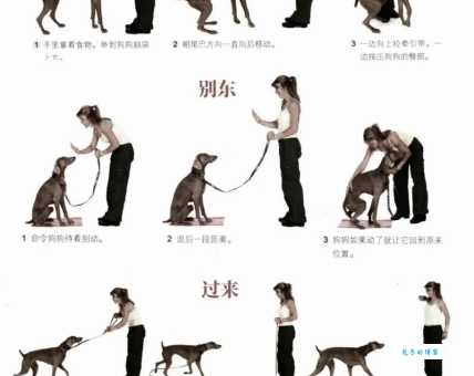 英系博美犬怎么训练？教你几招轻松搞定