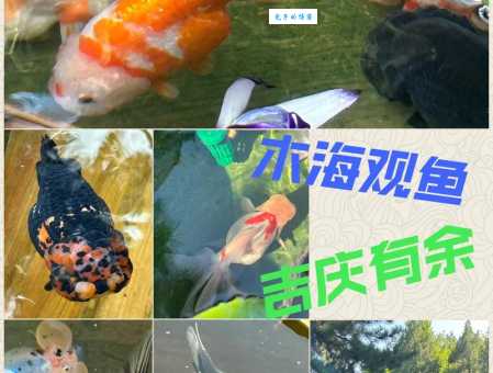 黄贯中藏獒“沙展”变身巨无霸，威风凛凛引爆网络话题