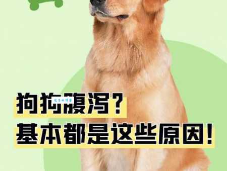 两个月小狗拉稀不止？这些方法帮你解决！