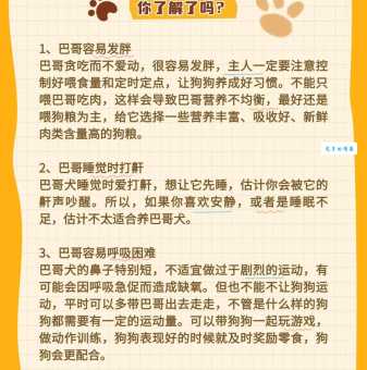 巴哥犬好养吗？新手铲屎官要知道的饲养方法