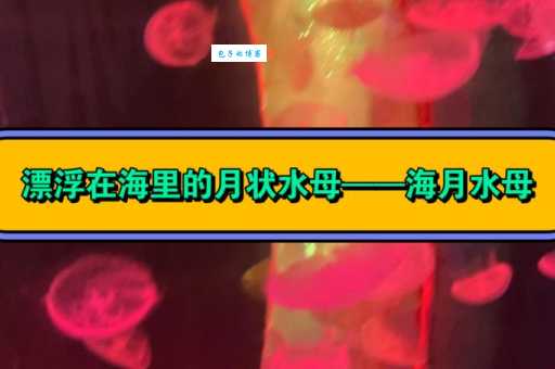 海月水母多少钱一只？不同品相价格差异大！