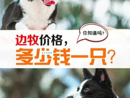 预算有限？告诉你边牧犬多少钱一只幼崽最划算！