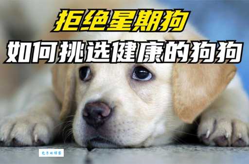 拉布拉多犬多钱一只？教你如何避免买到星期狗！