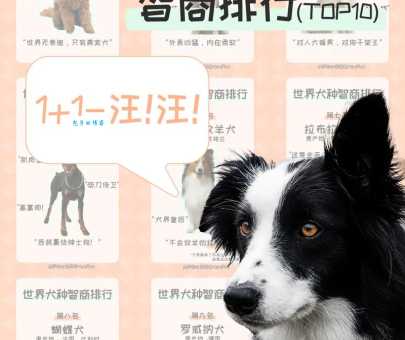 世界犬类智商排名，你家爱犬上榜了吗？