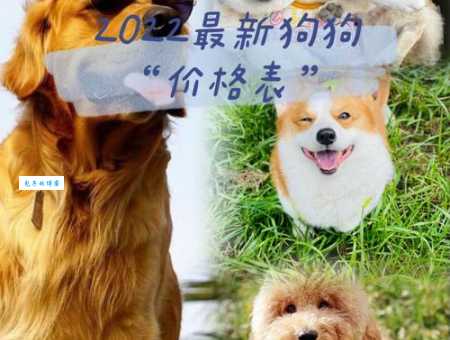 泰迪犬价格多少钱一只？教你快速了解泰迪犬市场价