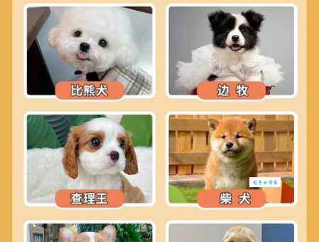 2024年最新行情：博美犬多少钱一只？纯种贵吗？