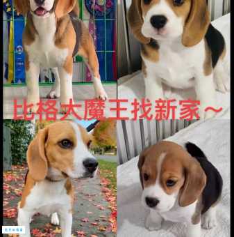 2024年比格犬价格走势分析，现在入手合适吗？