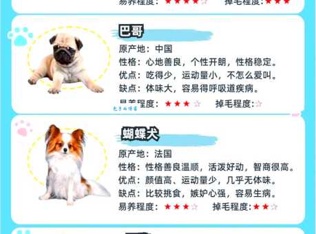 贵宾犬多少钱一只？不同类型、品相价格大揭秘！