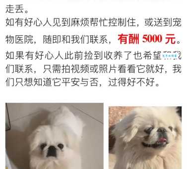 北京犬多少钱？纯种京巴犬幼犬价格及选购指南