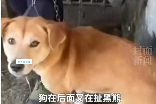 黑熊犬好养吗？凶猛是真的吗？新手必看！