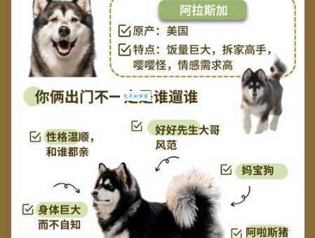 除了哈士奇和阿拉斯加，雪橇犬有几种你了解多少？