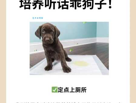 金毛寻回猎犬怎么训练？掌握这几个技巧轻松搞定！