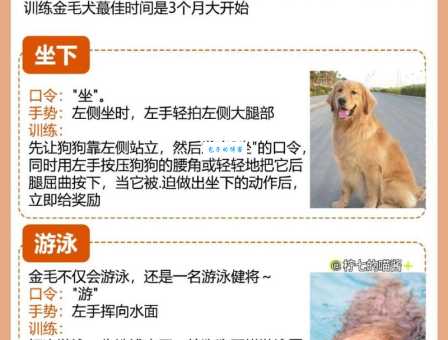 金毛寻回猎犬怎么训练？掌握这几个技巧轻松搞定！