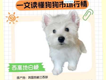 西高地犬好养吗？多少钱一只？新手必看攻略