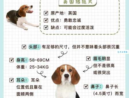 德国狐狸犬寿命有多长？科学喂养陪伴更长久