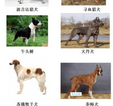 杜高打比特犬谁会赢？专业分析告诉你答案！