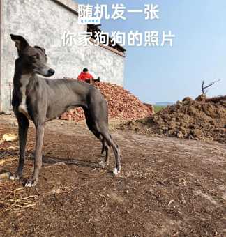 灵缇犬优点和缺点大揭秘，看完你还敢养吗？