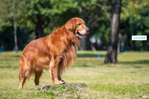 金毛寻回犬多少钱一只？购买渠道有哪些？