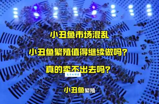 小丑鱼价格一般是多少？教你如何买到便宜的！