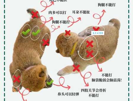 马里努阿犬怎么训练？训犬师教你几个妙招！