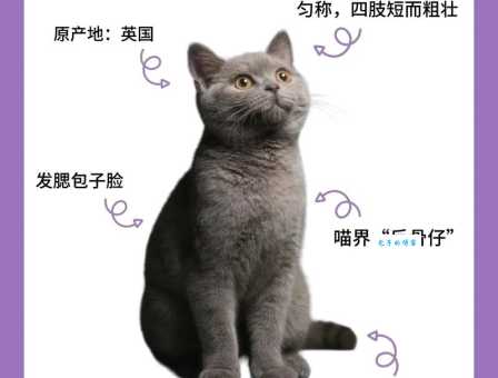 欧洲短毛猫和英短区别在哪？一篇文章帮你搞懂！