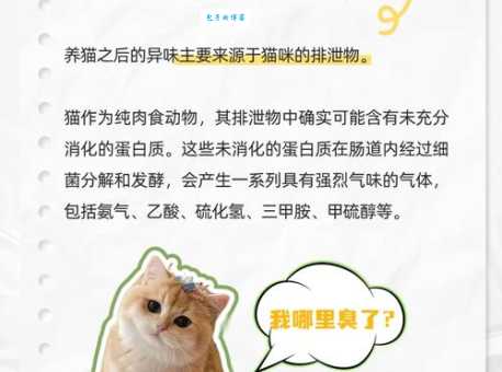 猫咪拉不出屎怎么办？这些妙招让小猫排便顺畅！