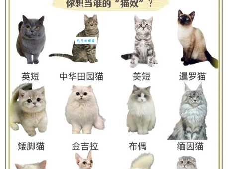 猫咪都有什么品种？盘点那些受欢迎的热门猫咪！