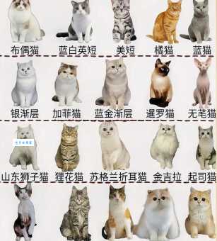 猫咪都有什么品种？盘点那些受欢迎的热门猫咪！