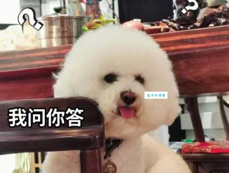 比熊犬价格大揭秘，看看你家比熊值多少钱！