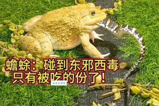 盘古蟾蜍吃什么？养好它这几个食物不能少！