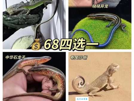 蜥蜴宠物怎么养？新手必看养蜥蜴的5个要点！