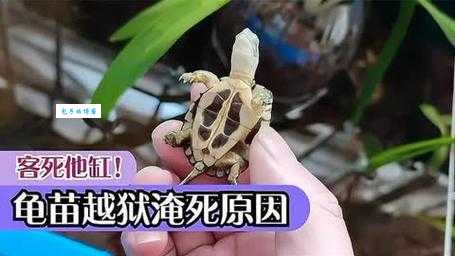 百岁龟遭开水烫死引热议，背后原因是什么？