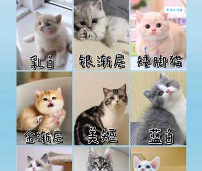 宠物店买一只猫多少钱？详细价格表了解一下！