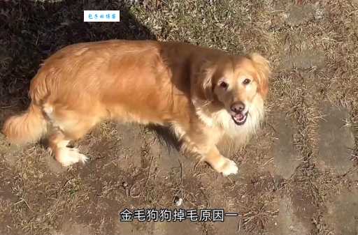 金毛寻回犬掉毛程度如何？养之前必须知道！