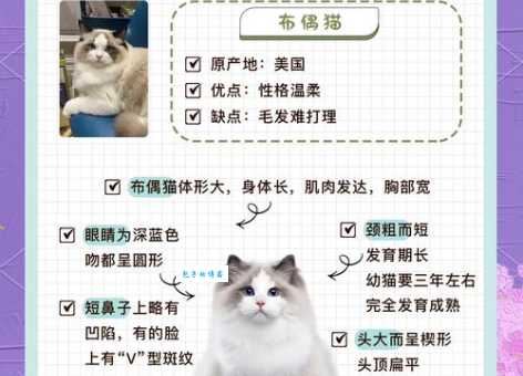 布偶猫有哪些品种？教你认识这些漂亮的猫咪！