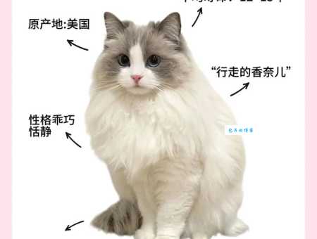 布偶猫有哪些品种？教你认识这些漂亮的猫咪！