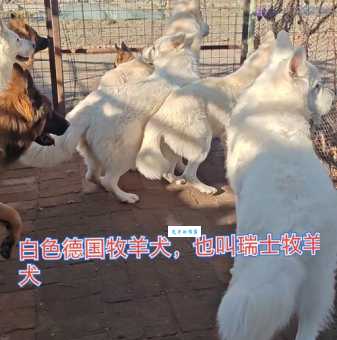 白色瑞士牧羊犬掉毛厉害吗？日常护理看这里！