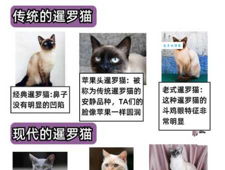 暹罗猫好养吗？新手铲屎官也能轻松驾驭！