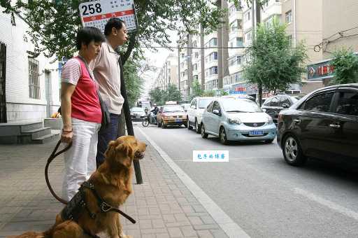 导盲犬认识红绿灯吗？看完这篇你就知道了！