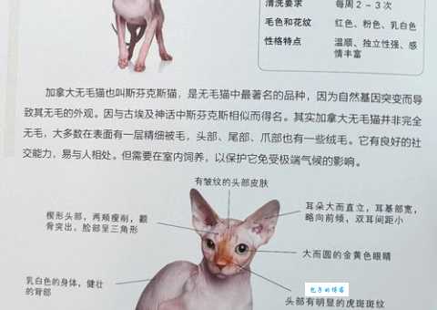 加拿大无毛猫怎么选？教你挑到健康又可爱的猫！