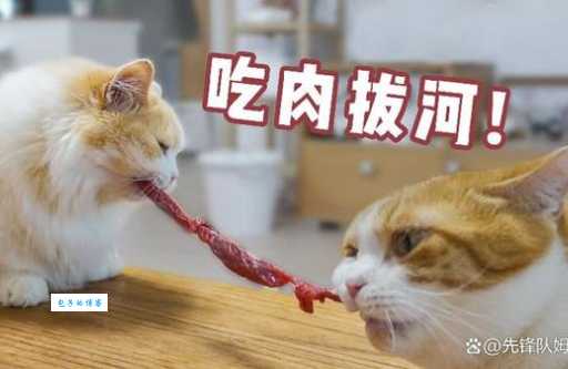 猫为什么喜欢吃鱼？资深铲屎官告诉你真正原因！