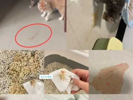 猫咪是液体做的吗？为什么能缩在小盒子里？