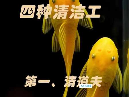 清道夫鱼吃什么食物？养鱼新手必须知道这些！