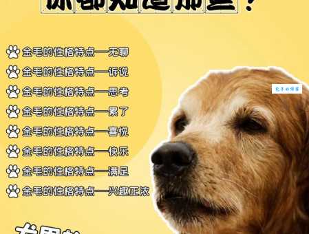 金毛犬性格怎么样？听听养金毛的主人怎么说！